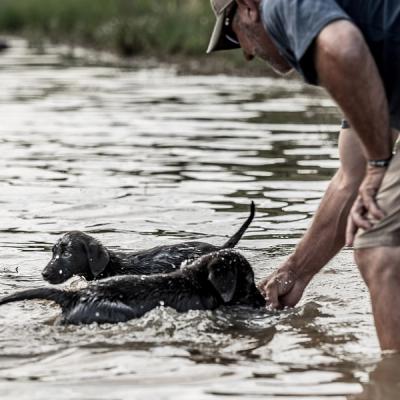 Two black lab puppies playing in water
