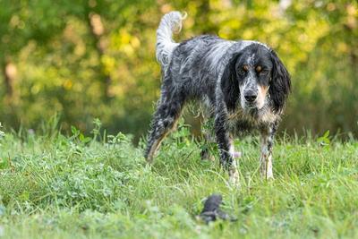 A setter on point at a pigeon on the ground