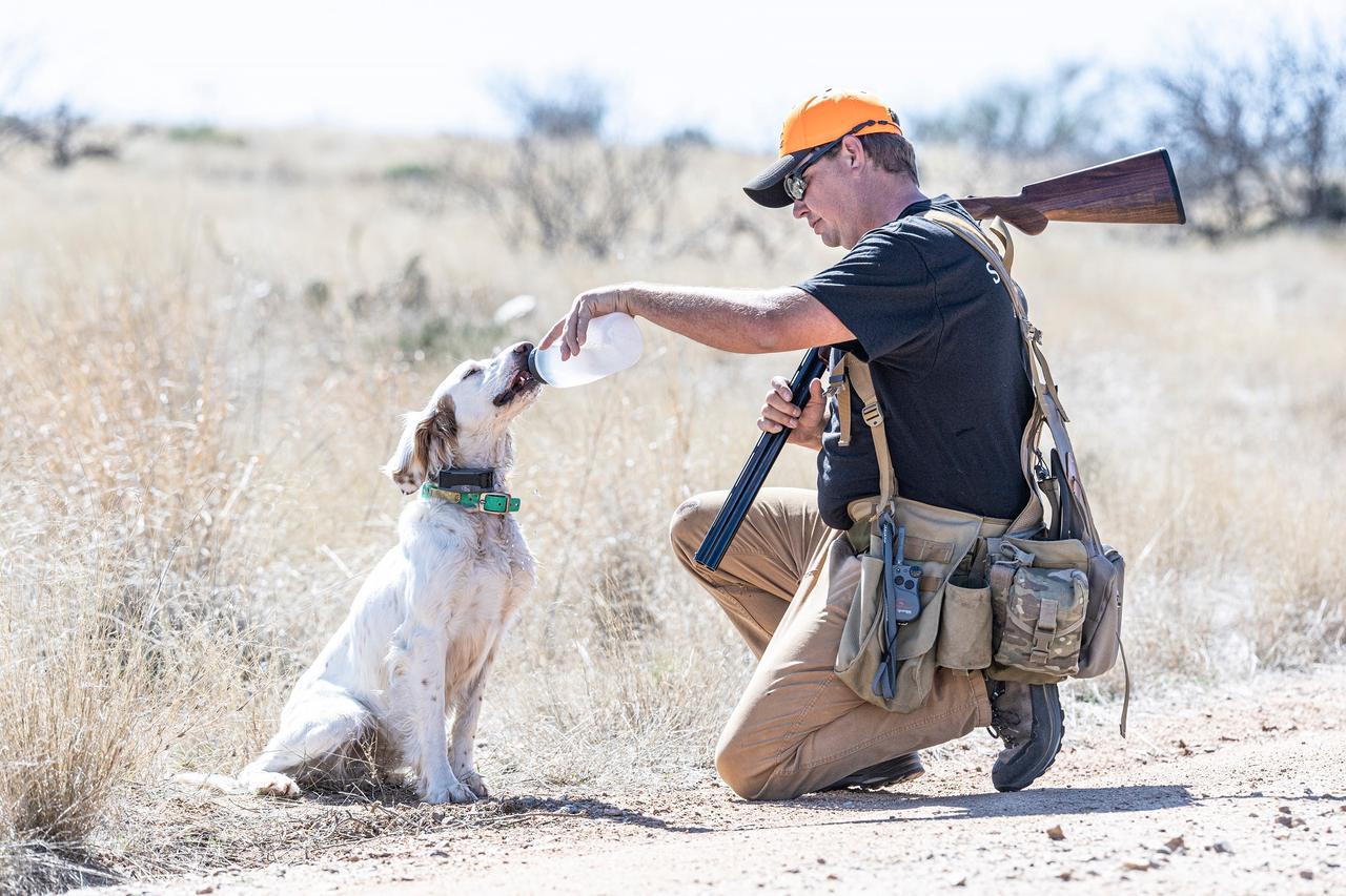 Hunter giving water to an english setter