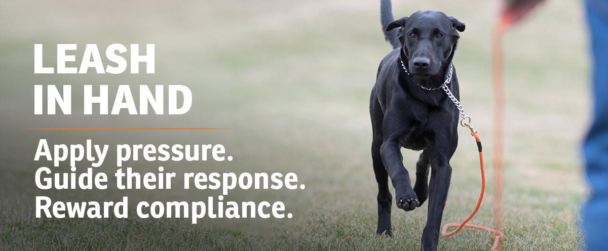 Black lab calmly returning to own on leash with text: Leash in hand. Apply pressure. Guide their response. Reward compliance.